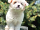 Xs Wc Eğitimli Maltipoo