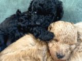 Toy Poodle Erkek