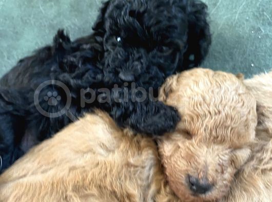 Toy Poodle Erkek görsel