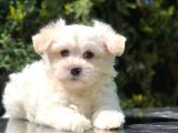 Toy Face Maltipoo Yavrumuz