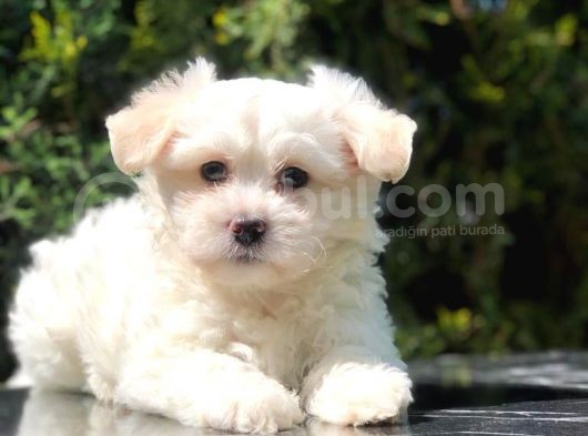 Toy Face Maltipoo Yavrumuz görsel
