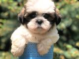 Three Color Xs Morkie Yavrumuz