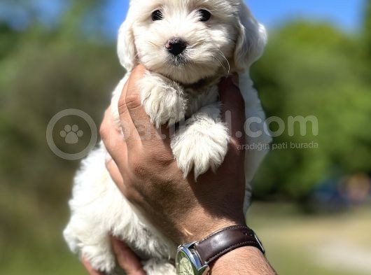 Kar Beyaz Maltese Bebeğim görsel