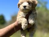 Küçük Maltipoo Kızım