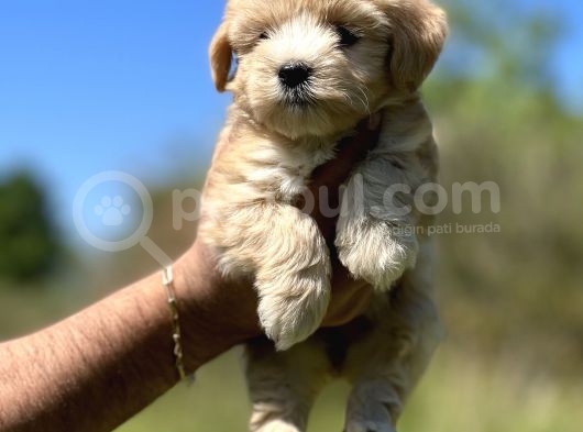 Küçük Maltipoo Kızım görsel