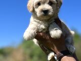 Küçük Maltipoo Kızlarım
