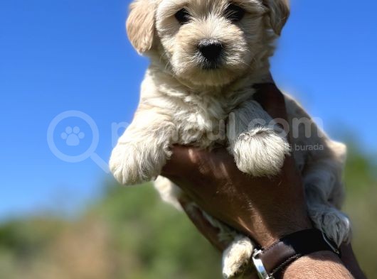 Küçük Maltipoo Kızlarım