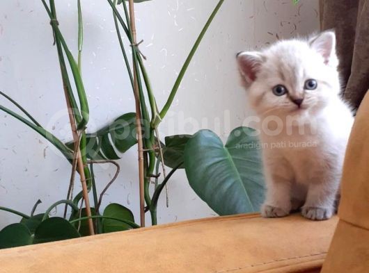 Ev Kedimizden Tatlı Ve Sağlıklı Yavrumuz görsel