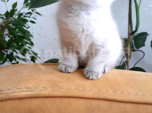 Ev Kedimizden Tatlı Ve Sağlıklı Yavrumuz görsel
