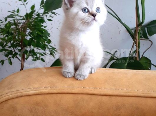 Ev Kedimizden Tatlı Ve Sağlıklı Yavrumuz görsel