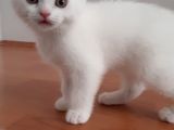 Kar Beyazı 2 Tane Erkek Yavrumuz