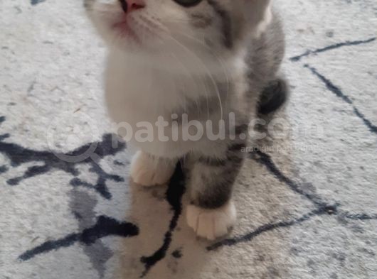 Ömürlük Acil Yuva