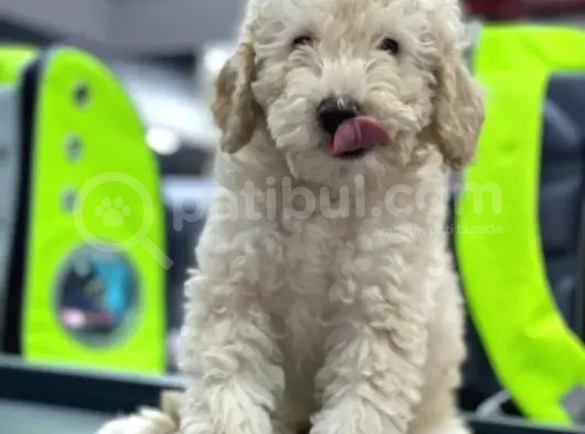 Evinize Renk Katacak Fiyat Evinize Renk Katacak Fiyat Toypoodle Yavrumuz  Yavrumuz görsel