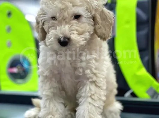 Evinize Renk Katacak Fiyat Evinize Renk Katacak Fiyat Toypoodle Yavrumuz  Yavrumuz