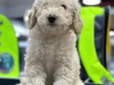 Evinize Renk Katacak Fiyat Evinize Renk Katacak Fiyat Toypoodle Yavrumuz  Yavrumuz