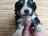 0 Numara Terrier Bebekler Rezerve açık