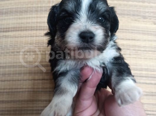 0 Numara Terrier Bebekler Rezerve Açık