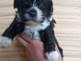 Mini Boy Sıfır Numara Terrier Bebekler Rezerve açık