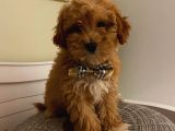 F2 Di̇zayn Maltipoo Yavrularımız