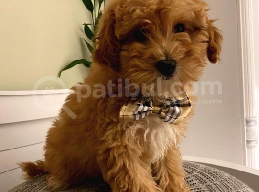 F2 Di̇zayn Maltipoo Yavrularımız