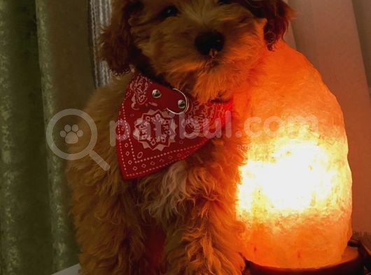 F2 Di̇zayn Maltipoo Yavrularımız görsel