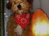Toypoodle Apricot Renk Dişi Ve Erkek Yavrularımız 
