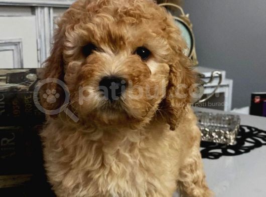 Toypoodle Apricot Renk Dişi Ve Erkek Yavrularımız  görsel