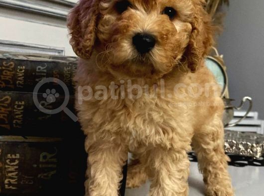 Toypoodle Apricot Renk Dişi Ve Erkek Yavrularımız  görsel