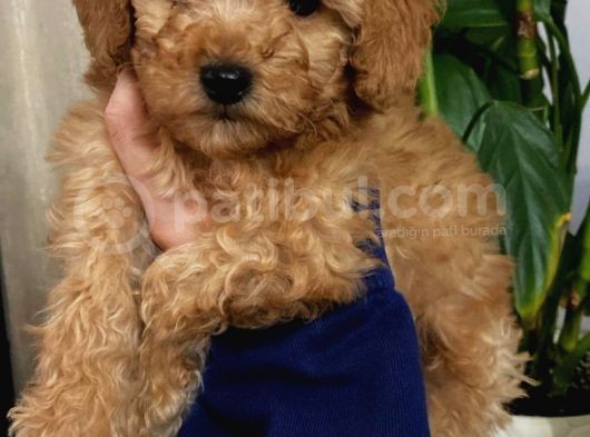 Toypoodle Apricot Renk Dişi Ve Erkek Yavrularımız  görsel