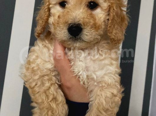 Toypoodle Apricot Renk Dişi Ve Erkek Yavrularımız 