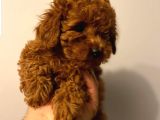 Toypoodle Redbrow Erkek 2 Aylık 