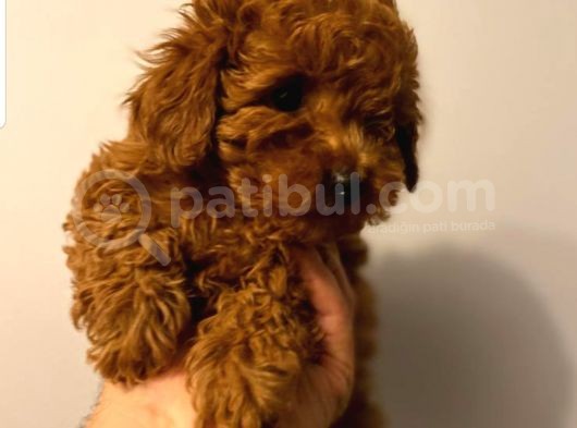 Toypoodle Redbrow Erkek 2 Aylık  görsel