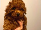 Toypoodle Redbrow erkek 2 aylık 