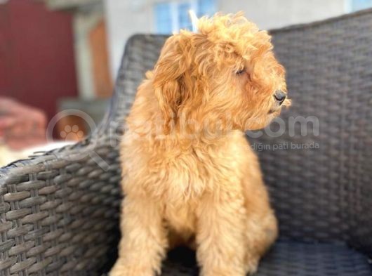 F2 Dizayn 5 Aylık Erkek Maltipoo görsel