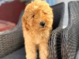 F2 Dizayn 5 Aylık Erkek Maltipoo