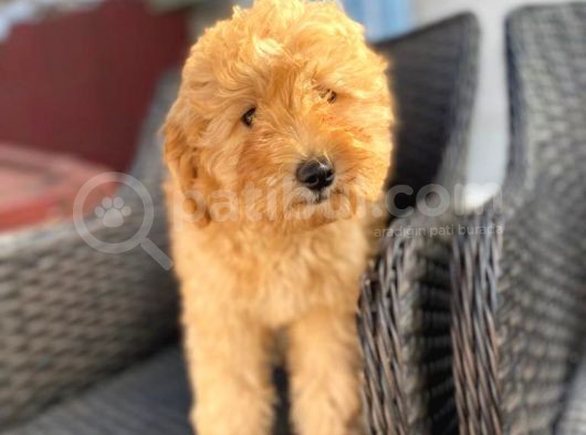 F2 Dizayn 5 Aylık Erkek Maltipoo görsel