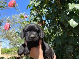 Labrador