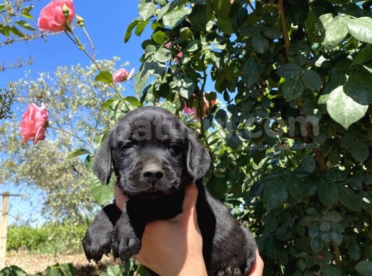Labrador görsel