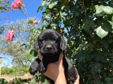 Labrador