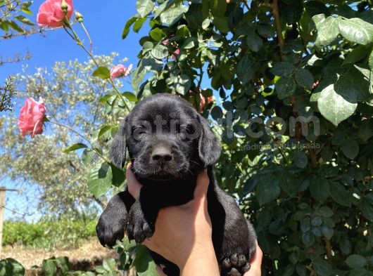 Labrador