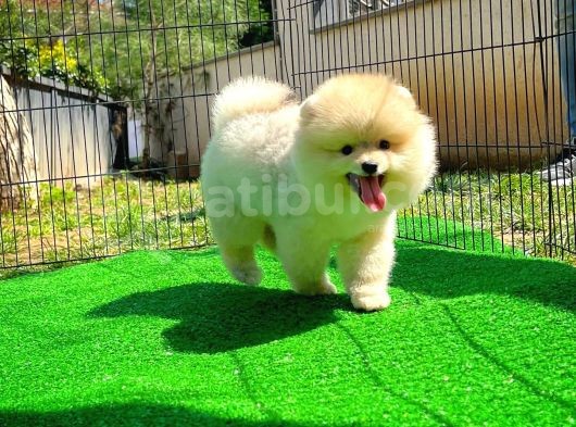 Ayı Surat Pomeranian Boo Yavrularımız görsel