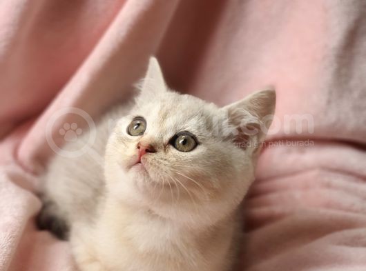 Secereli Anne Babadan Sevimli British Shorthair Yavrumuz Yeni Ailesi Ile Tanışmaya Hazır görsel