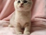 Secereli Anne Babadan Sevimli British Shorthair Yavrumuz Yeni Ailesi Ile Tanışmaya Hazır