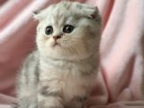 Secereli Anne Babadan Sevimli  Scottish Fold Yavrumuz