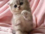 Secereli Anne Babadan Sevimli  Scottish Fold Yavrumuz