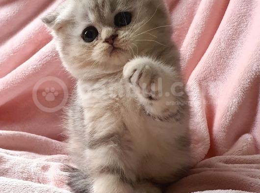 Secereli Anne Babadan Sevimli  Scottish Fold Yavrumuz görsel