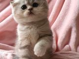 Secereli Anne Babadan Sevimli  Scottish Fold Yavrumuz