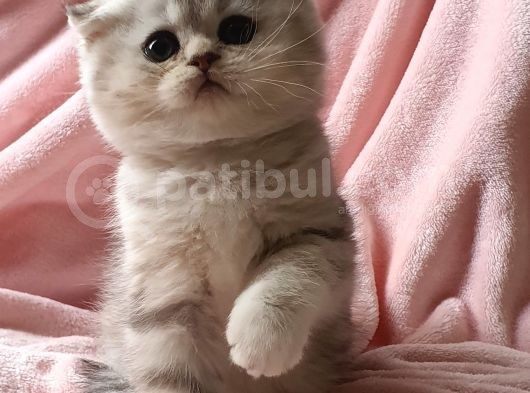 Secereli Anne Babadan Sevimli  Scottish Fold Yavrumuz görsel