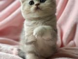 Secereli Anne Babadan Sevimli  Scottish Fold Yavrumuz