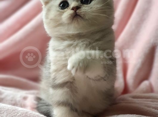 Secereli Anne Babadan Sevimli  Scottish Fold Yavrumuz görsel